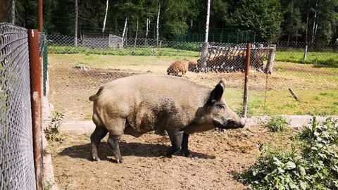 Dominant wild boar with large testicles ... | Stock Video | Pond5