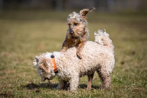 Dominate Stock-Fotos