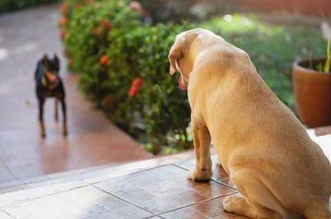 Domination dog theme Stock Photos
