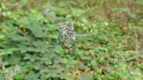 Domination, Total Control Video stock 237755305