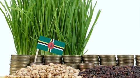 Dominica flag waving with stack of money coins and piles of wheat and rice seeds Stock Footage 71870545