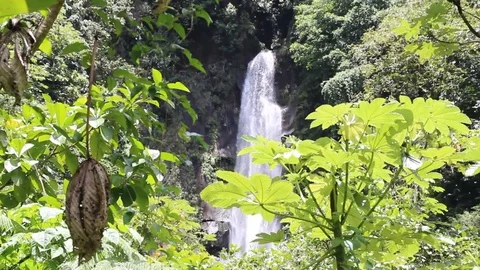 Dominica Rack focus from leaf to waterfall Video stock 88922013