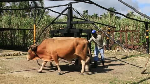 Dominican Republic Cows working to make sugar Stock Footage 19337104