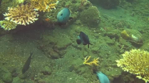 Domino fish Stock Footage 10737868