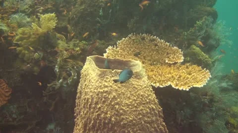 Domino fish Stock Footage 10737897