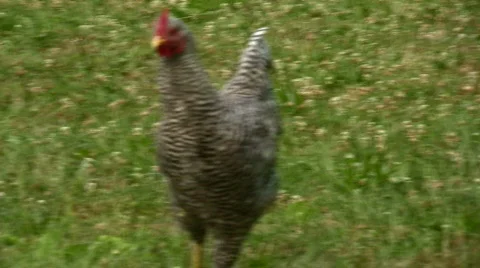 Dominque rooster Stock Footage 143380