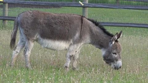 Don Stock Footage 90361465