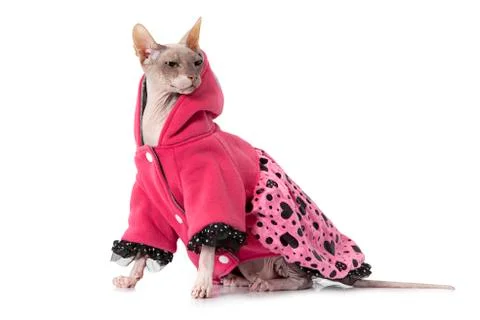 Don Sphinx cat dressed with jacket in front of white background Фото