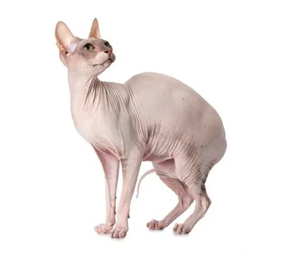Don Sphinx cat over white 库存照片