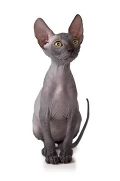 Don Sphinx kitty cat in studio Фото