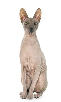 Don Sphyncat cat, isolated on white background Stock Photos