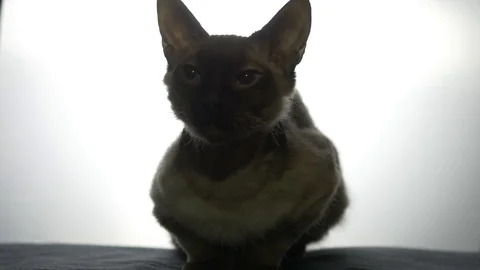 Don Sphynx Brush 스톡 동영상 101433153