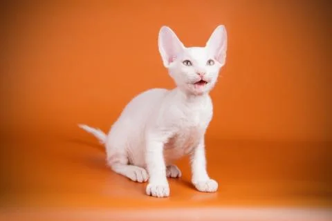 Don Sphynx cat on colored backgrounds Stock Photos