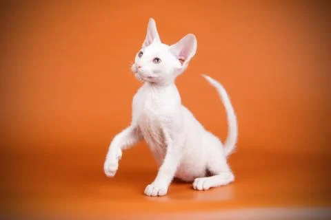 Don Sphynx cat on colored backgrounds Stock Photos