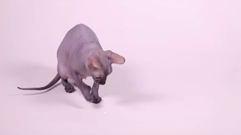 Don Sphynx cat playing with laser pointer beam Stock Footage 87551707