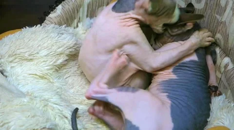 Don sphynx kittens Stock Footage 44806062