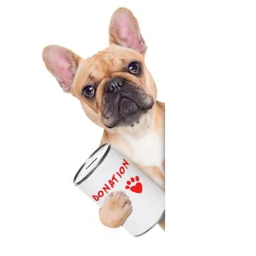 Donation dog Stock-Fotos