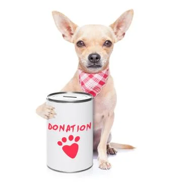 Donation dog Stock Photos