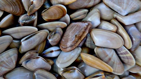 Donax trunculus Stock Footage 148083219