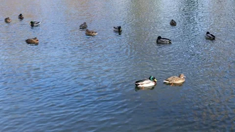 DONE DUCK PONDS Stock Footage 300562976