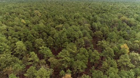 Done shot over large pine tree forest Stock Footage 141164713