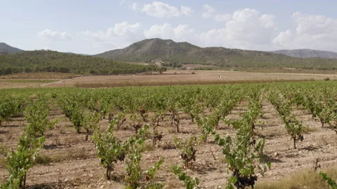 Done view young fruit orchard. Fruit fields and the agronomical industry Stock Footage 166113947