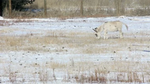 Donkey 1 1 Video stock 7754121