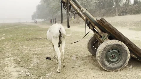 Donkey 1 Stock Footage 297493187