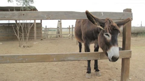 Donkey 1080p Stock Footage 7732263