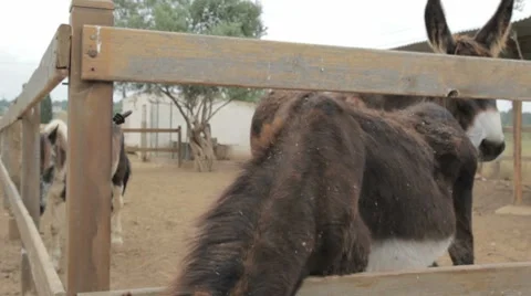 Donkey 1080p Stock Footage 7732319