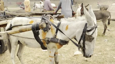 Donkey 2 Stock Footage 297494364