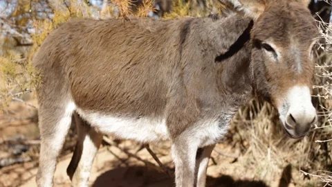  donkey in Ain Chouatar Video stock 125384724