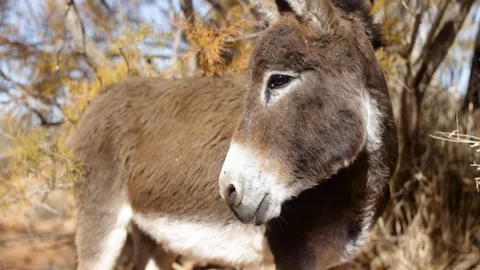  donkey in Ain Chouatar Stock Footage 125384739