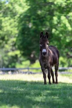 Donkey on alert Stock Photos