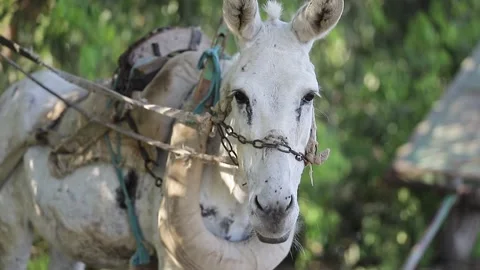 A donkey amidst the green fields of the Nile Delta in Egypt Stock Footage 336916841