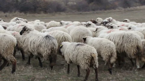 Donkey among Sheep Stock Footage 43973855
