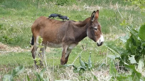 Donkey and field guards Stock Footage 108117077