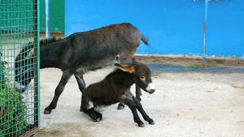 A donkey and a foal. Video stock 99077385