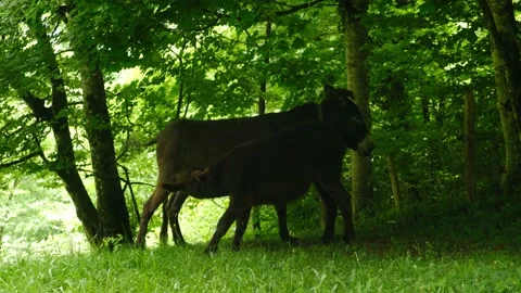Donkey and Foal Video stock 200925163