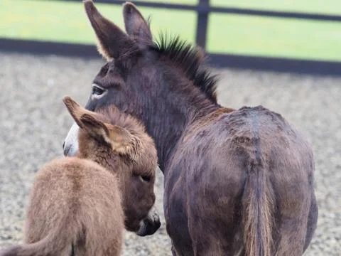 Donkey and Foal Stock Photos