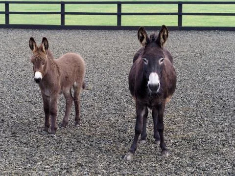 Donkey and Foal Stock Photos