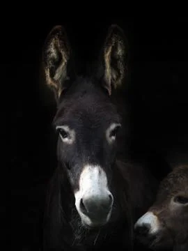 Donkey and Foal Stock Photos