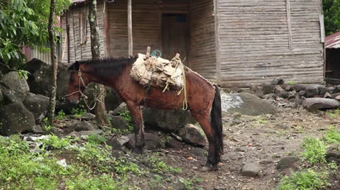Donkey and shack Vídeos de archivo 26228438