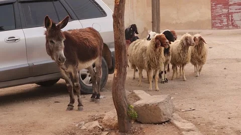 Donkey and sheep calling shepherd to join big flock in rural Aleppo Syria Stock-Footage 318958874