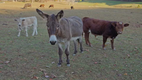 Donkey approaches camera, cows eating grass in background, open field, 動画素材 220305944