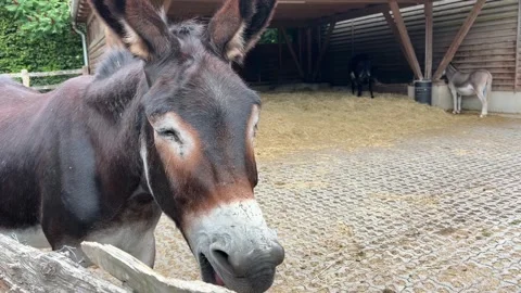 Donkey Approaching Camera in Farm Enclosure Video stock 344440505