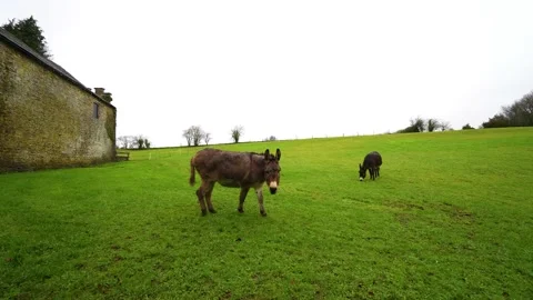 A Donkey Aproches the Camera, 4k Stock Footage 170451828