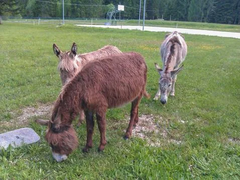 Donkey ass Stock Photos