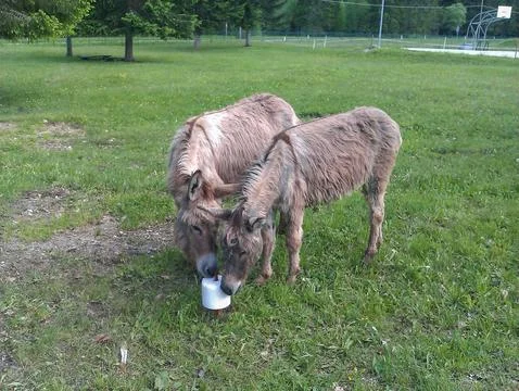 Donkey ass Stock Photos