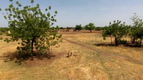 Donkey attached to a savannah tree Stock Footage 80508461